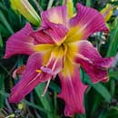 Double Twisting Bubbles Daylily